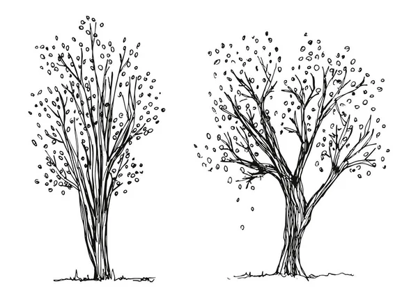 Árvore Esboço Vetorial Desenho Manual — Vetor de Stock