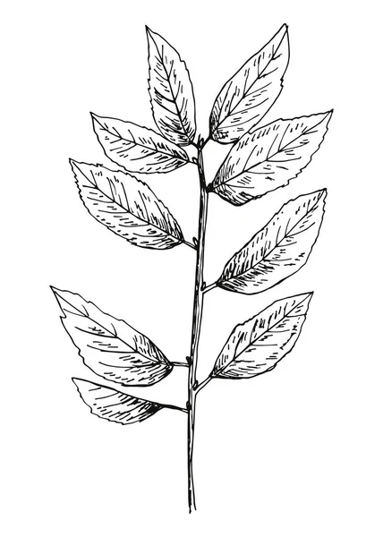 가지에 잎입니다 실루엣 — 스톡 벡터