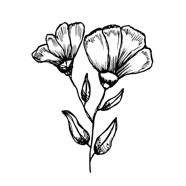 Vecteur Fleurs Isolé Sur Fond Blanc — Image vectorielle
