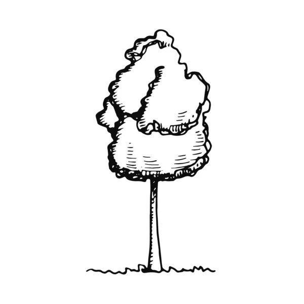 Pflanzbaum Skizze Symbol Isoliertes Objekt — Stockvektor