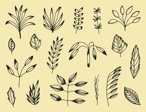 Conjunto Plantas Desenhos Vetoriais Botânicos Desenhados Mão Elementos Isolados Vintage — Vetor de Stock