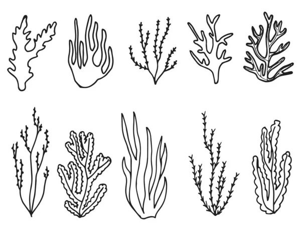 Ensemble Icônes Algues Plantes Marines Isolées — Image vectorielle