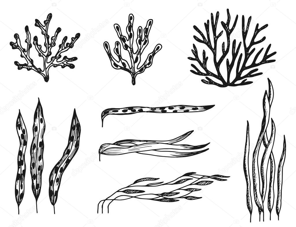 algae set of sketches. vector drawings isolated.