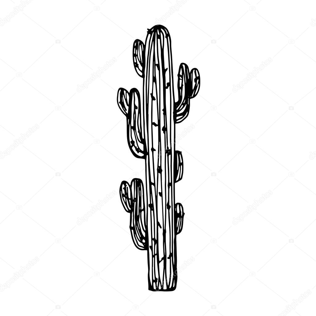 cactus big with needles vector.