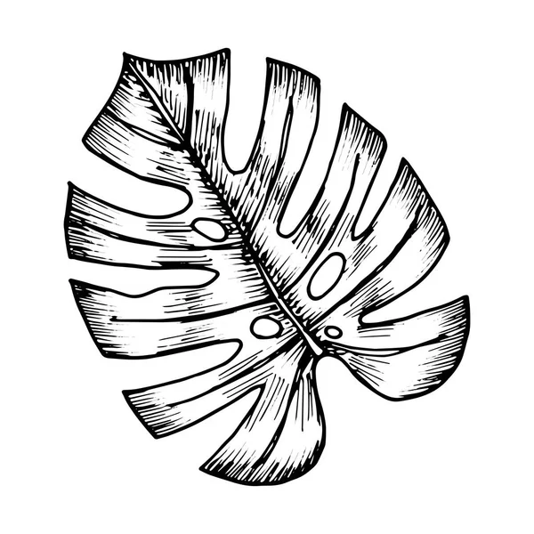 Disegno Vettoriale Del Foglio Tropicale Del Mostro Isolato — Vettoriale Stock