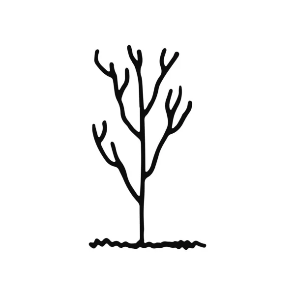 Baumsymbol Isolierte Objektskizze Schwarz Auf Weißem Hintergrund — Stockvektor