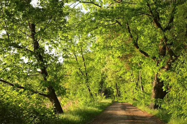 Грунтова Дорога Травні Вранці Польща — стокове фото