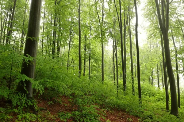 Floresta Faia Primavera Nevoeiro — Fotografia de Stock