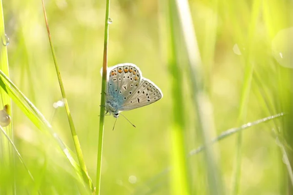 Πεταλούδα Κοινή Μπλε Ένα Ανοιξιάτικο Πρωινό — Φωτογραφία Αρχείου
