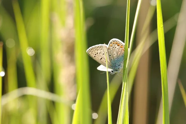 Motýl Společné Modrá Jarní Ráno — Stock fotografie