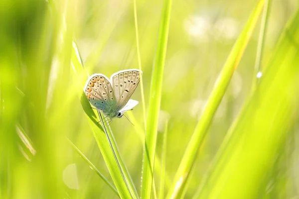 Farfalla Blu Comune Una Mattina Primavera — Foto Stock