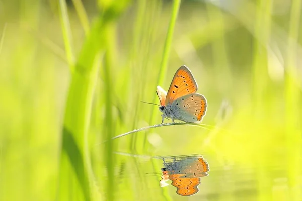 Mariposa Cobre Grande Una Mañana Primavera —  Fotos de Stock