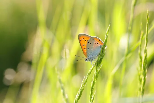 Motyl Duża Miedź Wiosenny Poranek — Zdjęcie stockowe