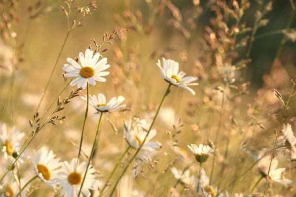 Daisies Meadow Dawn — Stock Photo, Image