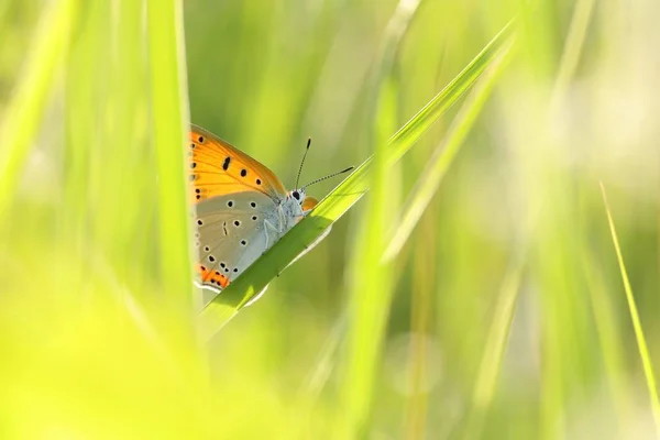 Schmetterling Großes Kupfer Einem Frühlingsmorgen — Stockfoto