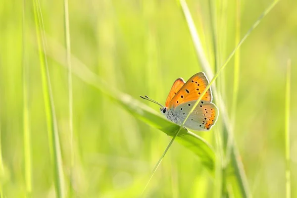 Motyl Duża Miedź Wiosenny Poranek — Zdjęcie stockowe