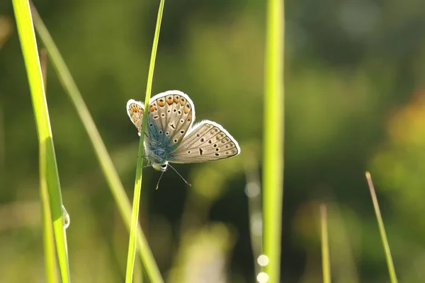Butterfly Common Blue Spring Morning — Stock Photo, Image