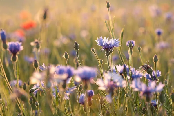 Cornflowers Field Sunrise — Stock Photo, Image