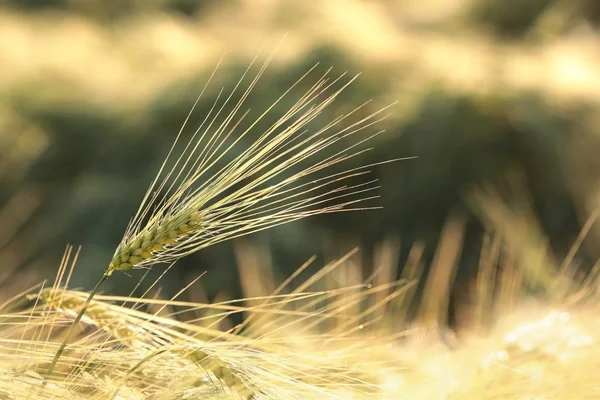 Oren Van Tarwe Het Veld — Stockfoto