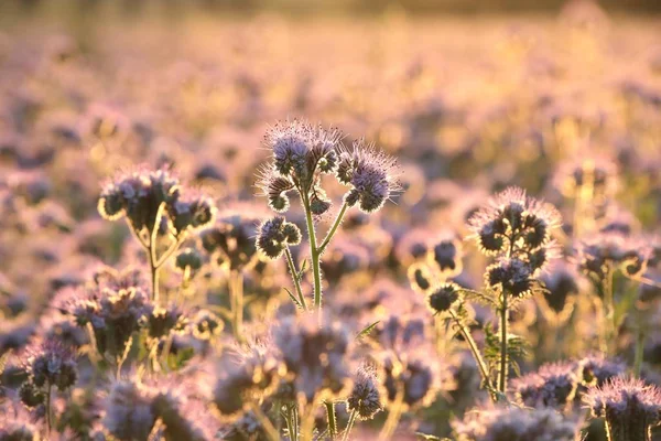 Lacy Phacelia Phacelia Tanacetifolia Campo Amanhecer — Fotografia de Stock