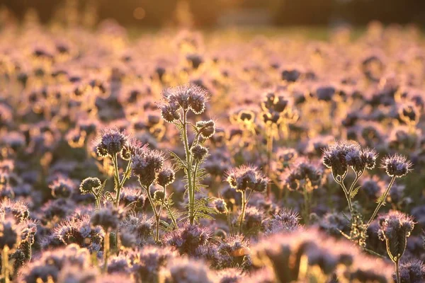 Lacy Phacelia Phacelia Tanacetifolia Campo Amanecer — Foto de Stock