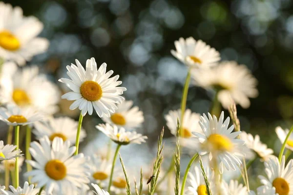 Margaritas Una Mañana Primavera — Foto de Stock