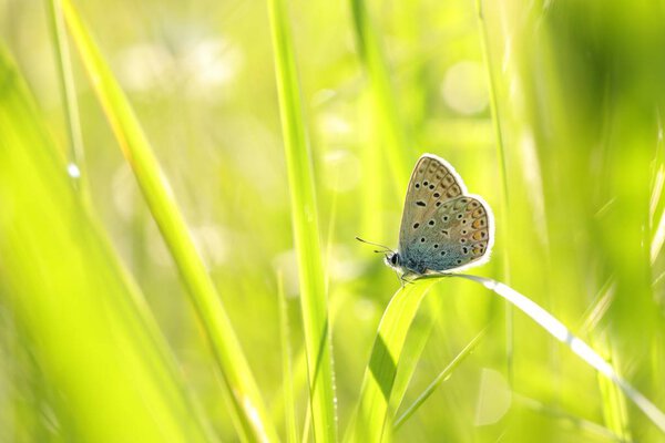 Butterfly (Common blue) on a spring morning