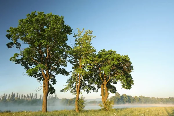 Wiosenne Drzewa Skraju Jeziora — Zdjęcie stockowe