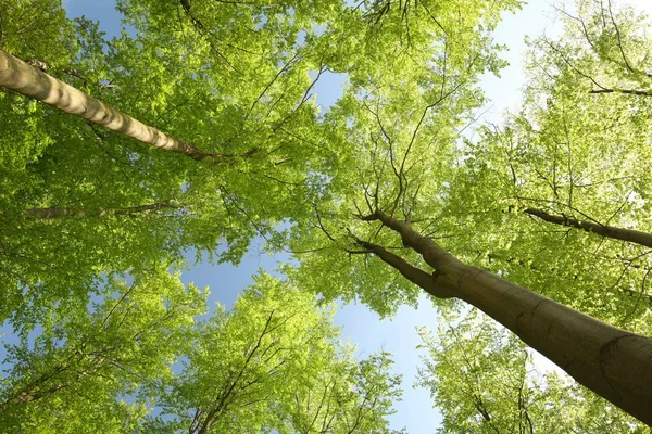 Bahar kayın ormanı güneş