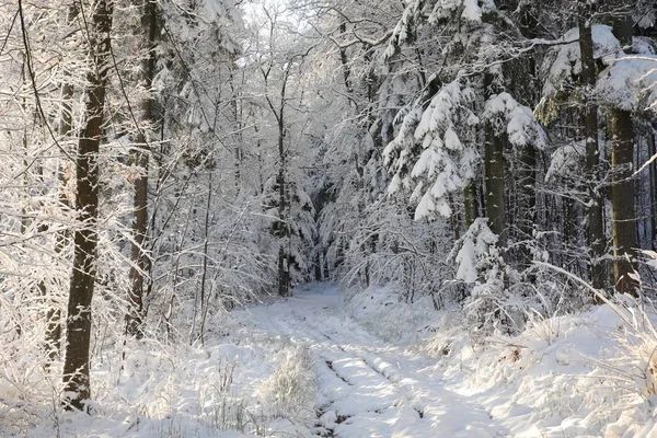 Waldweg Winterlicher Landschaft — Stockfoto