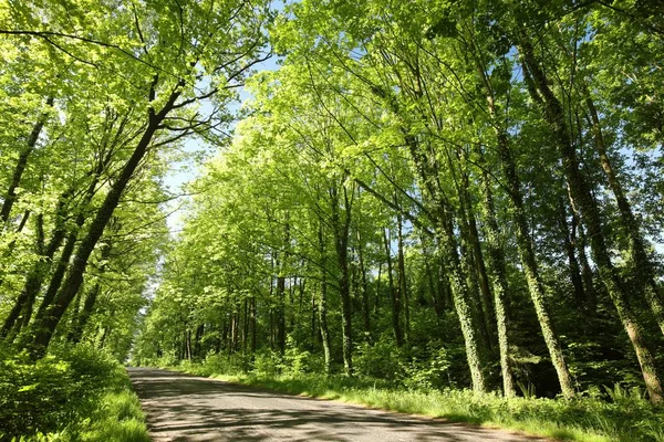 Landweg Een Lentemorgen — Stockfoto