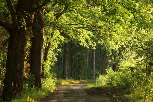 Деревенская Дорога Краю Леса Утром — стоковое фото