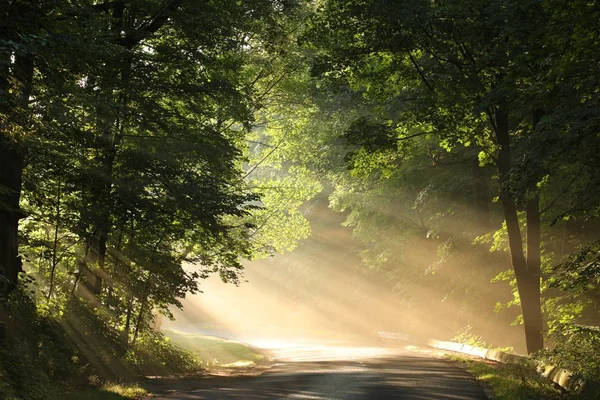 Деревенская Дорога Через Лес Туманным Утром — стоковое фото