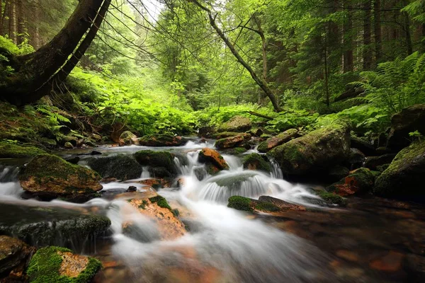 Лесной Ручей Текущий Гор — стоковое фото
