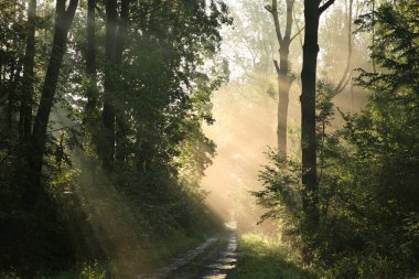 Toprak yol ormandaki bir puslu yaz sabahı