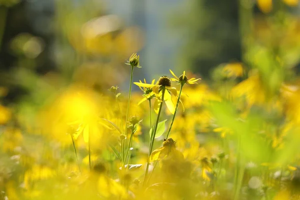 切叶花 Rudbeckia Laciniata — 图库照片