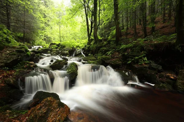 Forest Stream Flowing Mountains — Stock Photo, Image