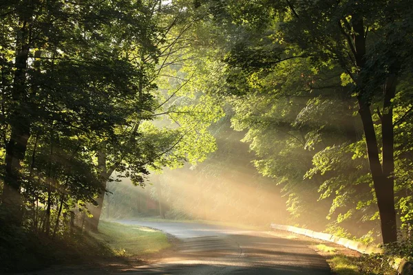 Maple Trees Lit Morning Sun — Stock Photo, Image