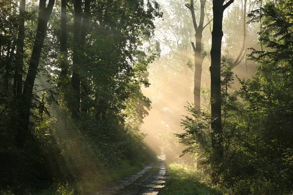 霧深い夏の朝 森の中の未舗装の道路 — ストック写真
