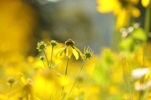 Échinacée Feuilles Coupées Rudbeckia Laciniata — Photo