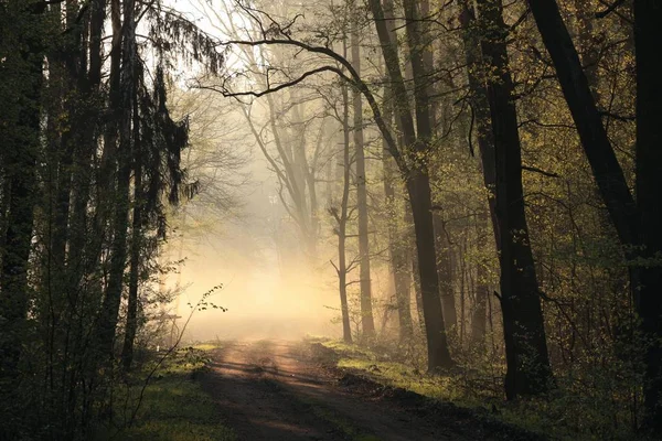 Bosque Primavera Temprano Amanecer Abril Polonia —  Fotos de Stock