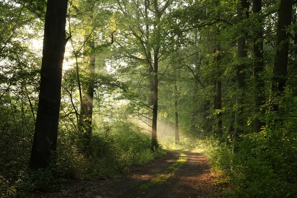 Route Campagne Travers Forêt Chênes Matin — Photo