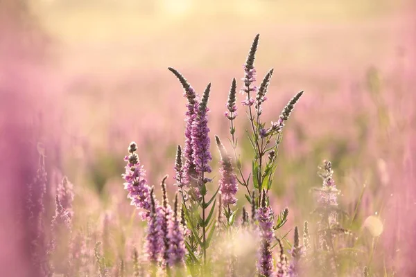 Fackelblomster Lythrum Salicaria Gryningen — Stockfoto