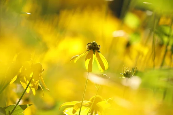 Échinacée Feuilles Coupées Rudbeckia Laciniata — Photo