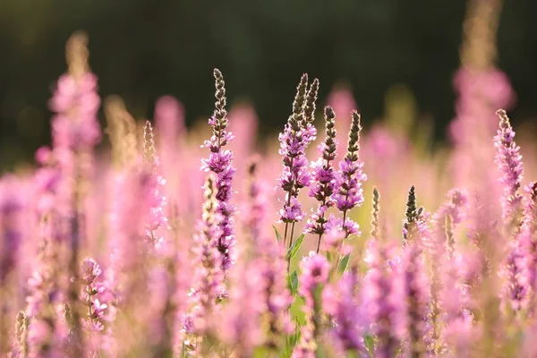 Loosestrife Lythrum Salicaria Prado — Fotografia de Stock