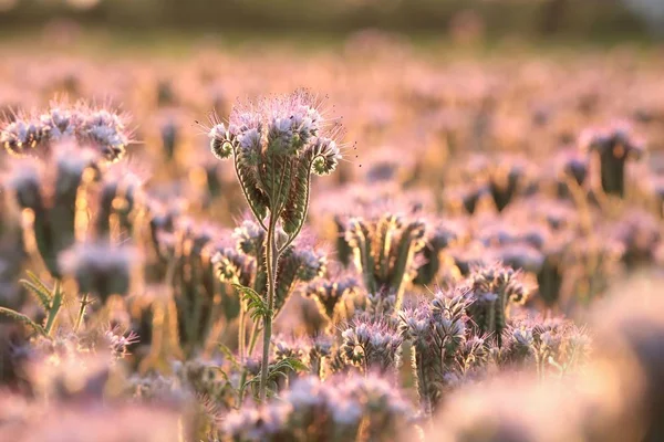 Lacy Phacelia Phacelia Tanacetifolia Campo Amanecer — Foto de Stock