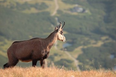 Keçi Tatra Dağları'nda 