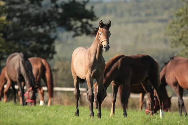 Jovem Cavalo Pasto — Fotografia de Stock