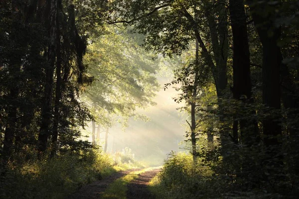 Landweg Door Het Bos Van Eiken Ochtend — Stockfoto
