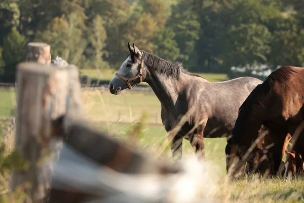 Hevoset Laitumella Puiden Pohjalla — kuvapankkivalokuva